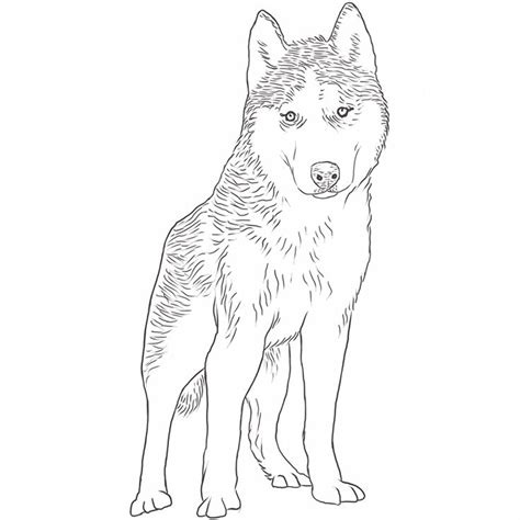 Siberian Husky Drawing Dog Breeds List Husky Drawing Siberian