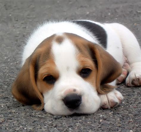 Beagle Dogs Pets Cute And Docile