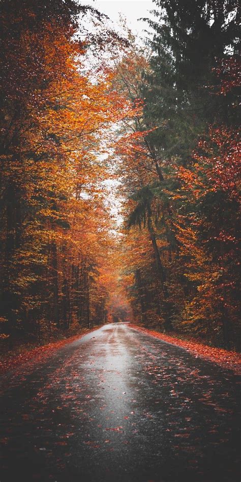 Autumn Road Wallpaper Iphone Android Background Followme Iphone