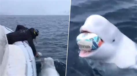 Beluga Whale Plays Fetch With Man On Boat Adorable Video Delights
