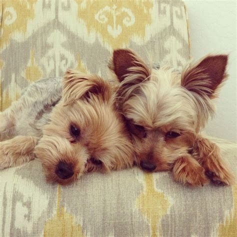 Awsweet Like My Brother And Sister Yorkies Pals Till The End Yorkie Lovers Yorkie Yorkie