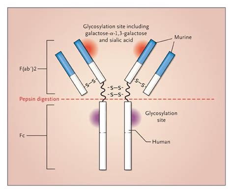 Cetuximab Induced Anaphylaxis And Ige Specific For Galactose α 13