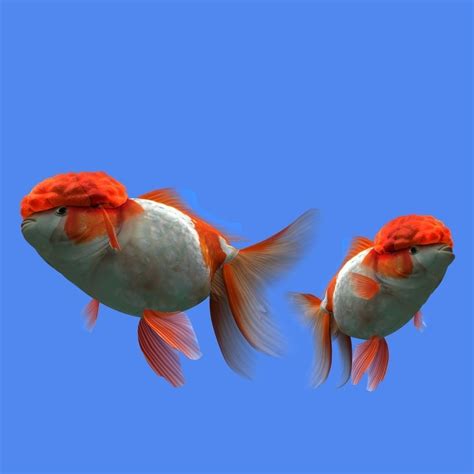 Goldfish 3d Model Animated Cgtrader