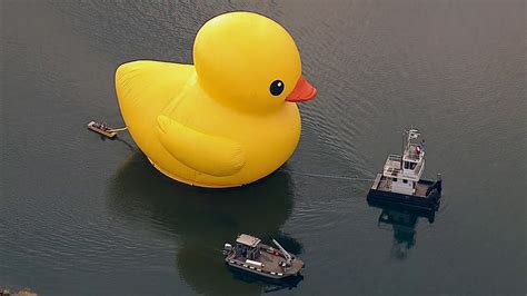 Giant Rubber Duck Sails Into Port Of Los Angeles Abc7 Chicago