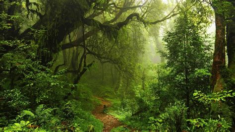 Tapety Slunečnímu Záření Příroda Větev Zelená Divočina Džungle