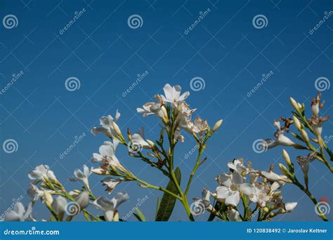 Sweet Oleander Stock Photo Image Of Garden Oleander 120838492