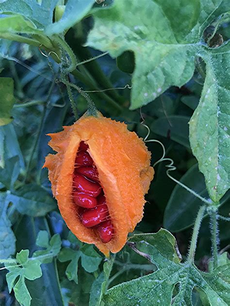 Spiny Orange Pod With Sticky Red Seeds A Curious