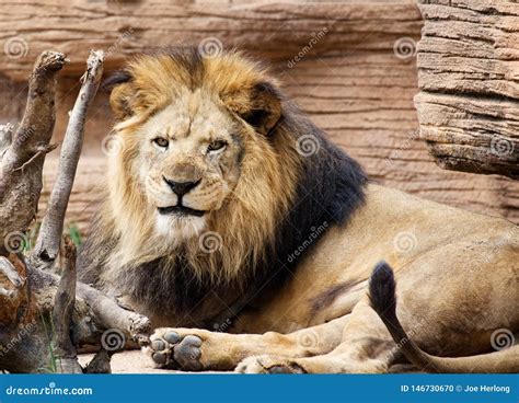 A Closeup Of A Male Lion Resting In The Sun Stock Photo Image Of