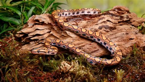 How To Care For Your Brazilian Rainbow Boa Allans Pet Center