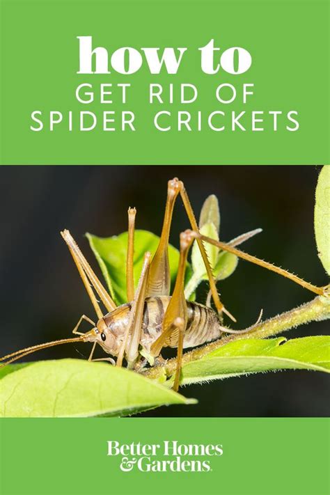 Where were they coming from!? 5 Things You Didn't Know About Spider Crickets (and How to ...