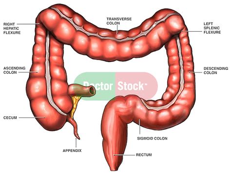 Anatomy Of The Large Intestine Doctor Stock