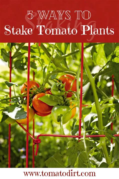 5 Ways To Stake Tomatoes Easily And Successfully