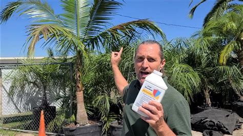 Protecting Palms During Shade To Sun Transplant Youtube