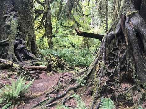 Olympic National Park — Old Growth Forest Network