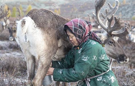 tsaatan woman with reindeer in northern mongolian landscape stock image image of rein felmale