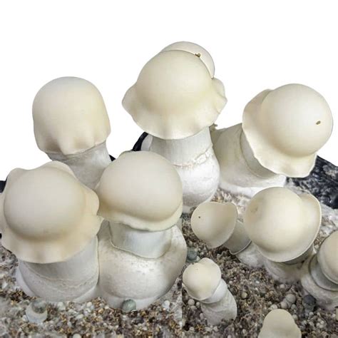 Yeti Mushroom Strain Effectssupport And Help Detail.html