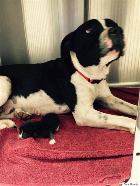 Abandoned Pit Bull Nurses Newborn Kitten Treats Her As Her Own