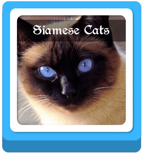 Check out this warrior cat name list! Warrior Cats Name Generator: 100+ Warrior Cat Names ...