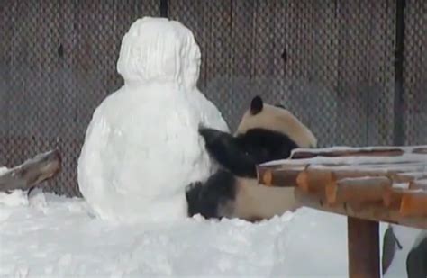 Watch Panda Hilariously Picks A Fight With A Snowman And Loses