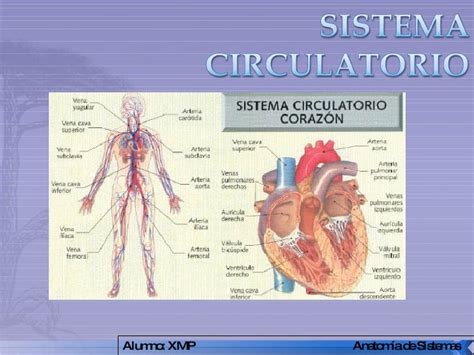Atlas De Anatomia Humana Sistema Circulatorio Parte Funcional Del Images