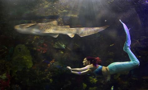 Mermaids Are Real At The Virginia Aquarium And Marine Science Center