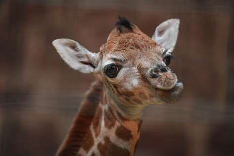 Giraffe Calf Is The Best Christmas T Zooborns
