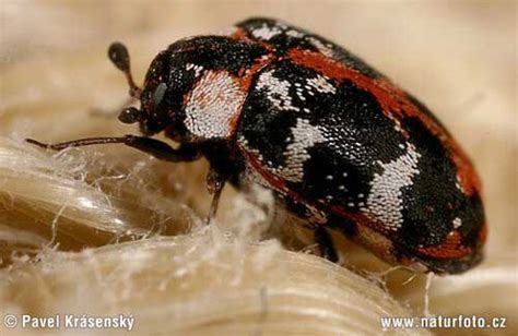 Types Of Carpet Beetles In Nj Ny Pa Ct And De Western Pest Services