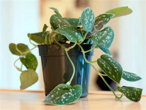 9 Low Maintenance Plants For The Office Indoor Office Plants Low
