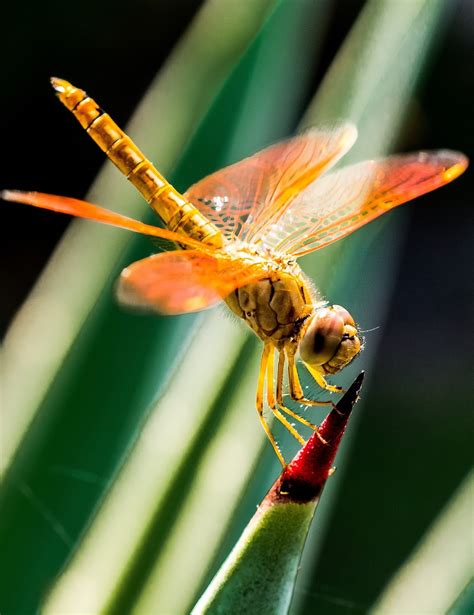 Picture Of A Colorful Dragonfly Insect About Wild Animals