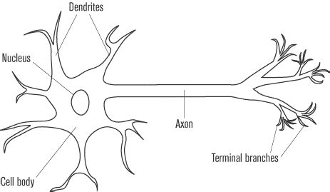 Draw and label the image of the cheek cells on the activity sheet b. Animal Cell Model Diagram Project Parts Structure Labeled Coloring and Plant Cell Organelles ...