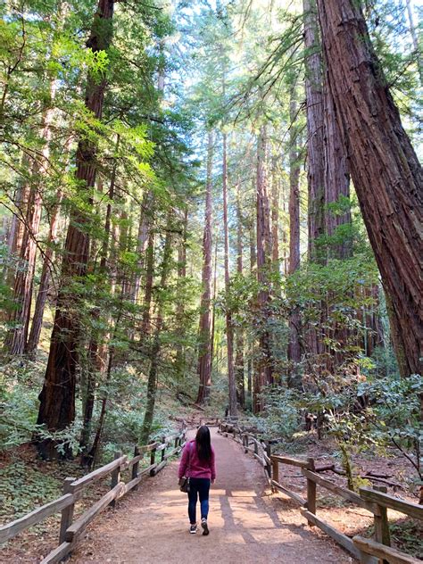 15 Best Places To See Redwoods Near San Francisco Plus Sequoias