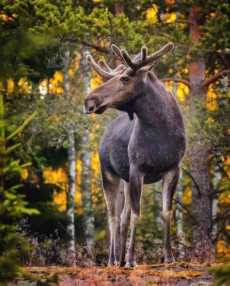 21 Year Old Photographer Captures The Many Wild Forest Animals Living