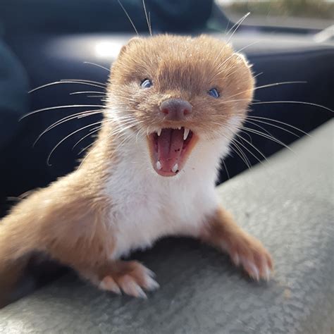 Be Wary Of The Weasels Conservation Blog