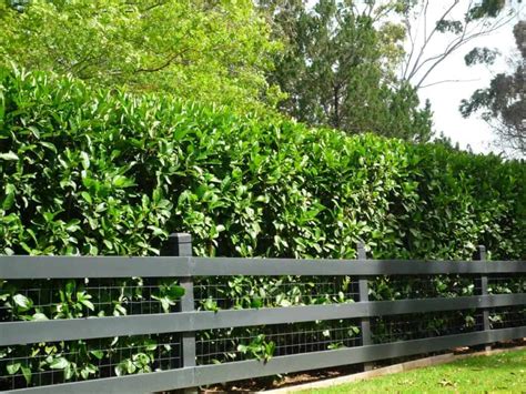 How To Choose The Best Hedges For The Privacy Of Your Garden Decor