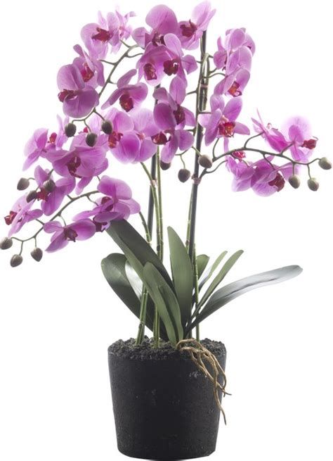 Bol Com Htt Decorations Kunstplant Orchidee Phalaenopsis Xl Tak