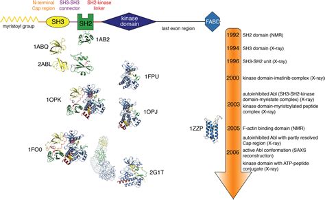 Structure Regulation Signaling And Targeting Of Abl Kinases In