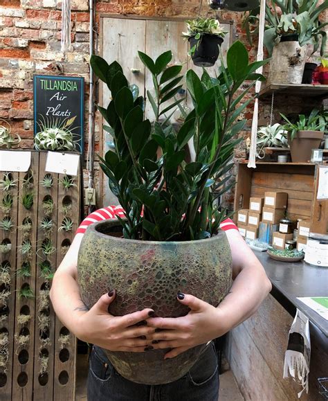 How To Make Your House Plants Survive In Your Philly Rowhouse