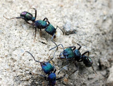 Maybe you would like to learn more about one of these? Ants of Australia - Australian ants - Myrm's Ant Nest