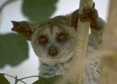 Bobo's family is watching closely, but he doesn't trust them with his little friend. Bush baby facts: how did this African animal get its name?