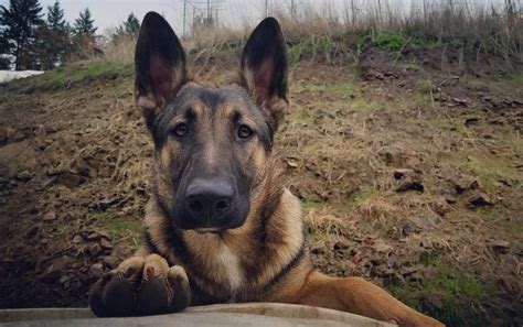 Maybe you would like to learn more about one of these? German Shepherd and Belgian Malinois mix, 8 months : aww