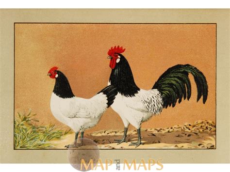 Lakenvelder Chicken Vintage Print 1920 Mapandmaps