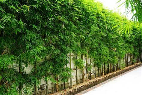 What Bamboo Is Best For Privacy Screens Bamboo Plants Hq Privacy