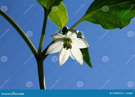 Chili Pepper White Flower Stock Image Image Of Life 120405575