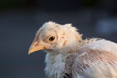 I am feeding her myself with some rice and egg. A Guide to Sick Chicken Symptoms - Backyard Poultry