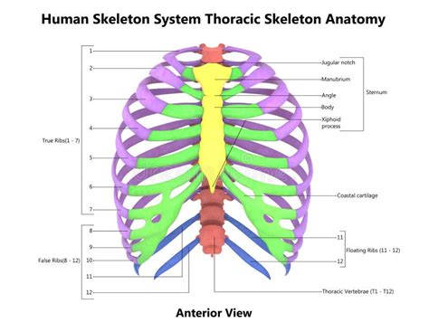 Skeleton Thorax Anterior View Human Skeleton Anatomy Human Anatomy