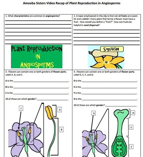 The handouts are application oriented and supplemental to the more important thing like creating in the classroom and hands on multiple allele and punnett squares handout made by the amoeba sisters. Worksheet Amoeba Sisters Video Recap Pedigrees | schematic ...