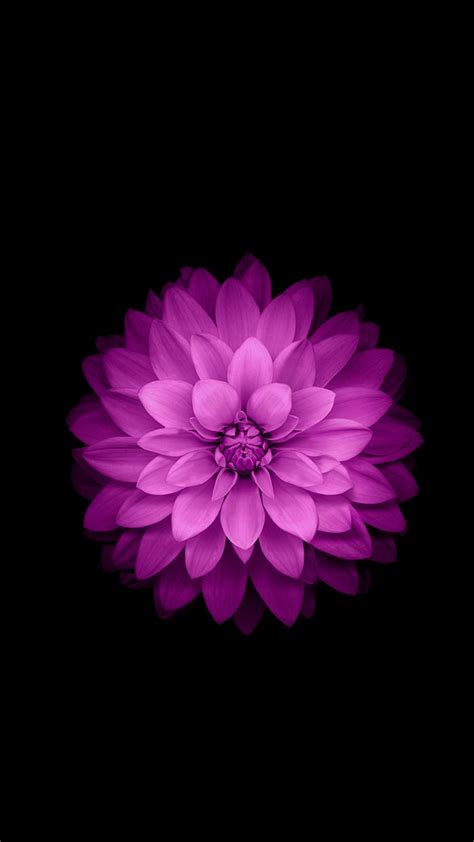 1080x1920 Iphone 6 Plus Wallpaper Official Purple Lotus