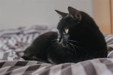 El Gato Negro Gato Y Felino 🧡🐱 Queremos Compartir Nuestra Pasión