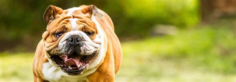 Akc registered, aslan is a blue/green eyed lilac tri english bulldog. English Bulldog Breed - Facts and Personality Traits ...