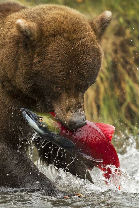 grizzly bear catching a sockeye salmon [xpost from r pics] r bear